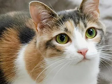 猫は好きですか？